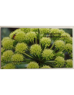 Magnet Ajttemotiv kvanne